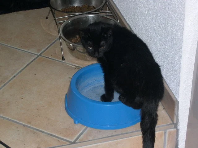 gibt's denn hier nichts zu trinken?