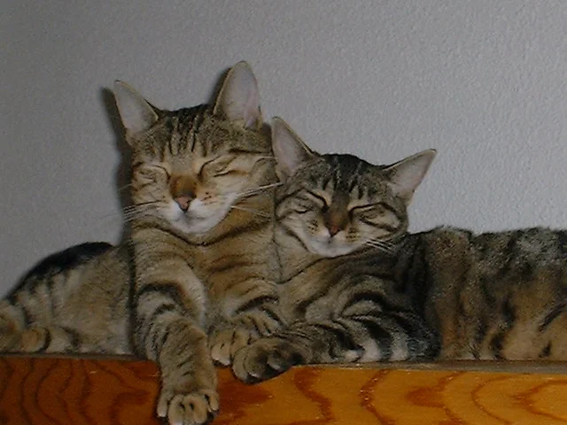 Gismo & Sandy in love