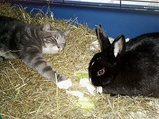 gizmo liegt gerne im kaninchenkäfig