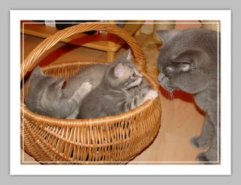 gizmo und seine geschwister