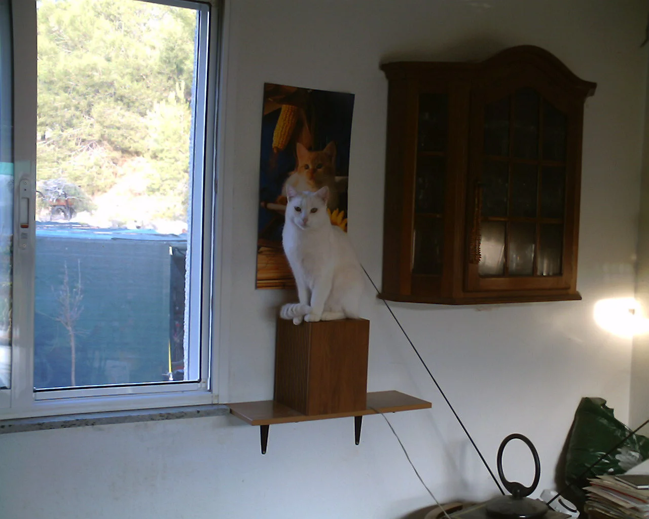 Gizzy auf der Box  10.07.jpg