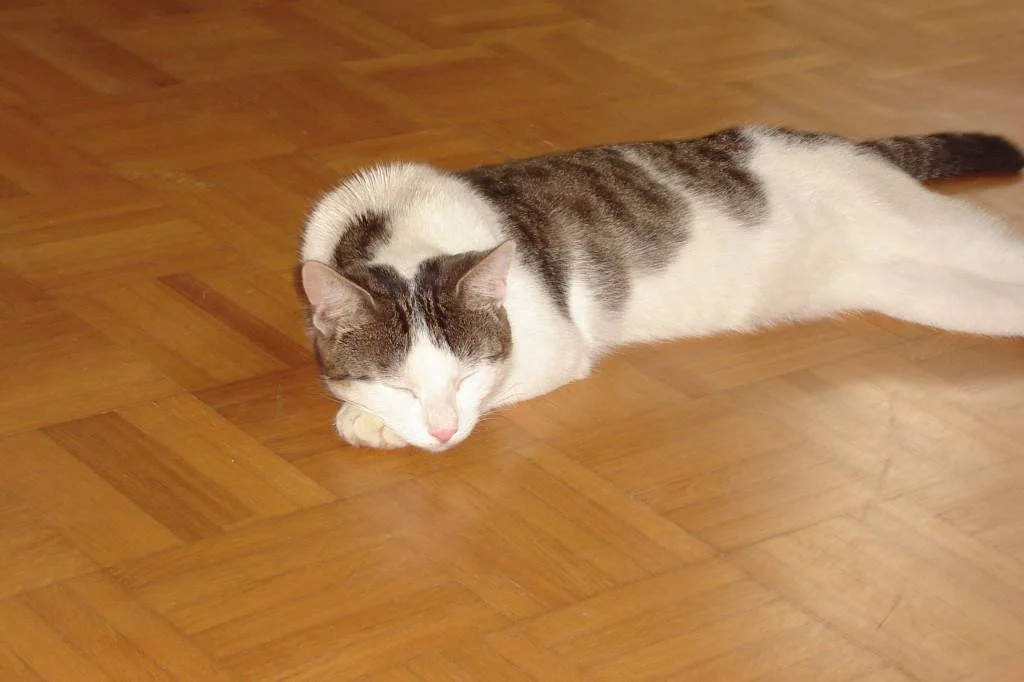 Gomez ist alles wurscht, hauptsache schlafen!