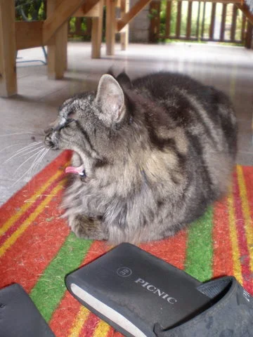 gott, ist das schlapfen aufpassen langweilig....