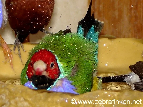 Gouldamadine beim Baden