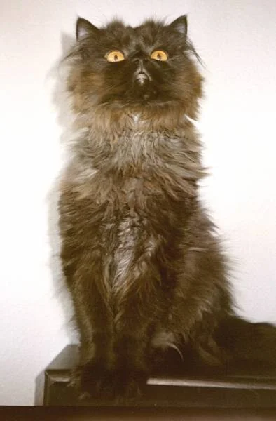 Grizzly - Giraffe... ;)