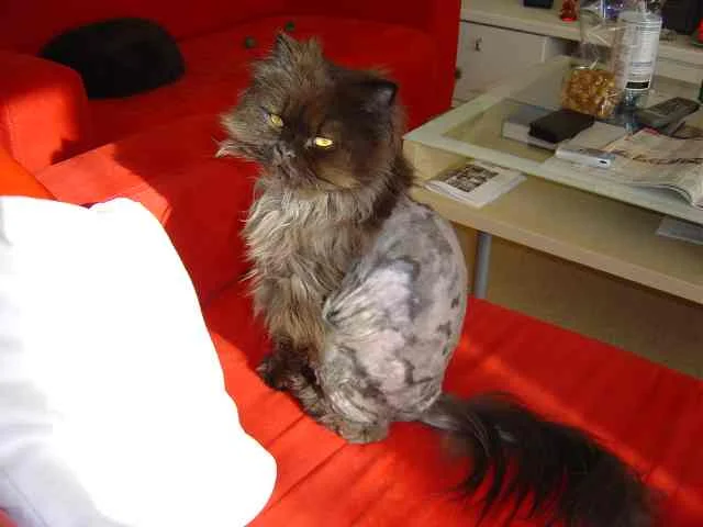 Grizzly: Ich bin doch kein Schaf... :(