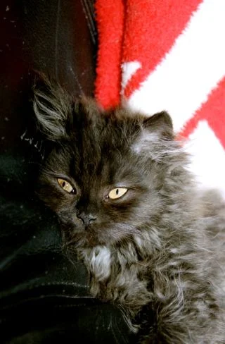 Grizzly mit betörendem Blick