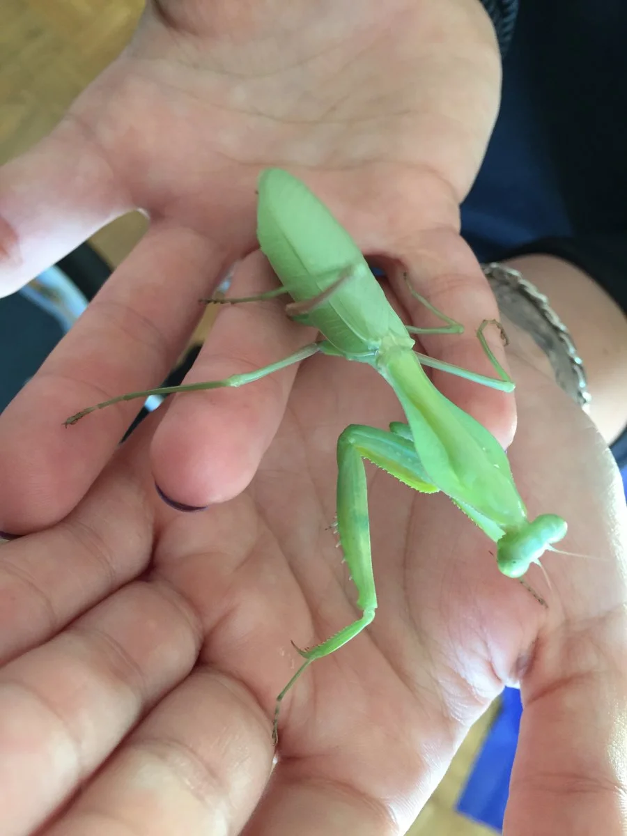 Große Schildmantis Weibchen/ Rhombodera extensicollis