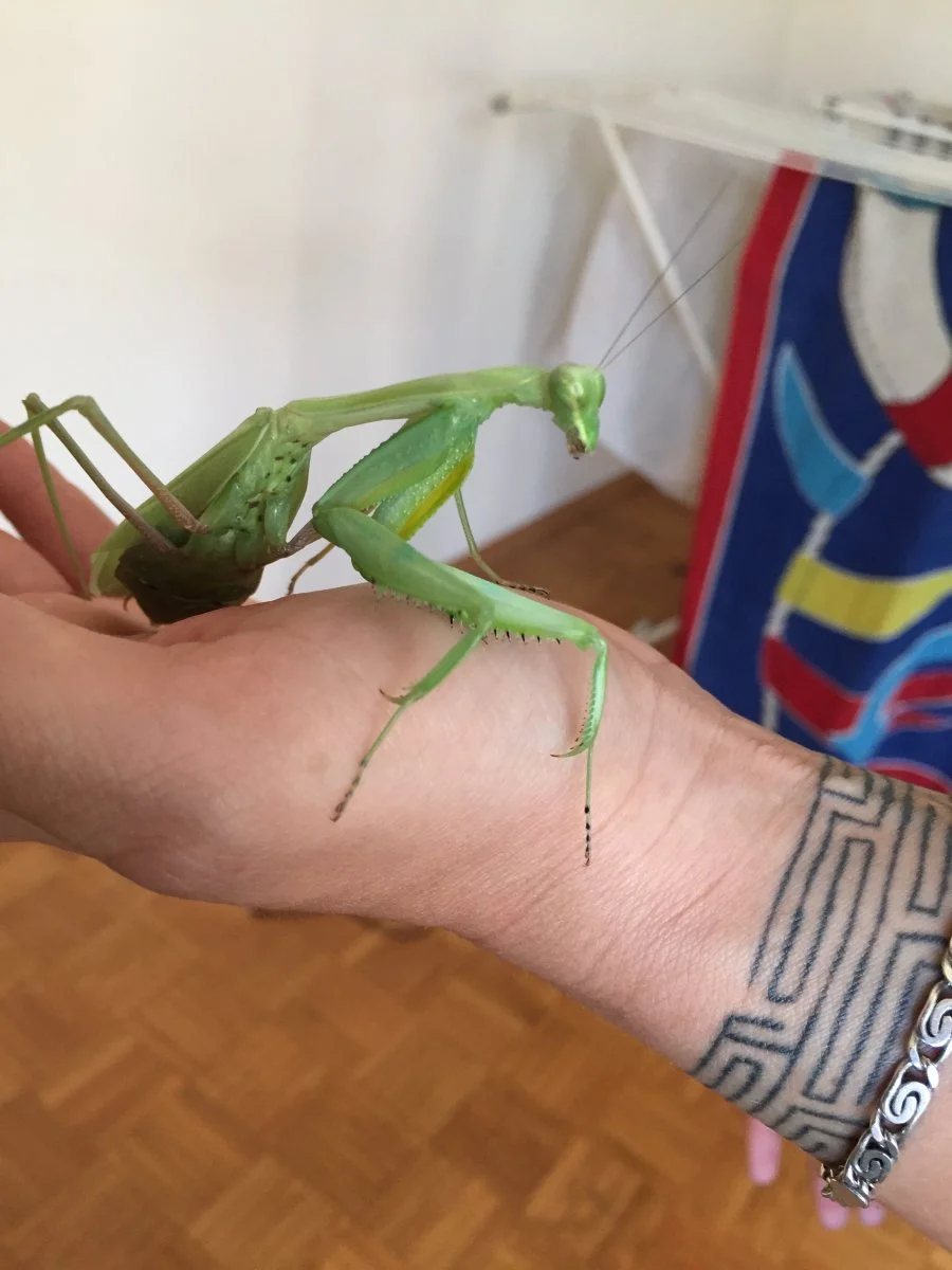 Große Schildmantis Weibchen/ Rhombodera extensicollis
