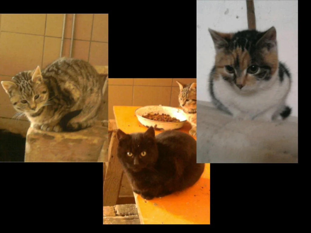 Gruppenfoto_kleine_katzen