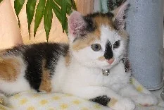 guck mal Flauschfussel