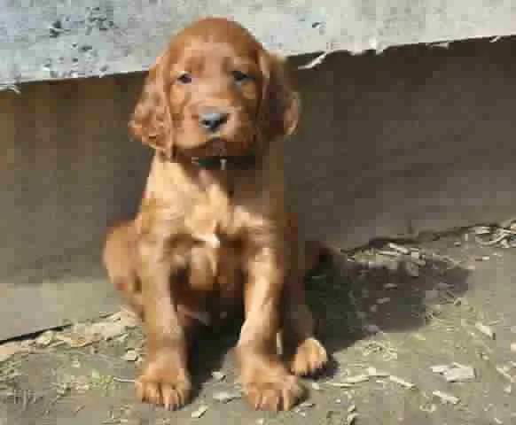 Guckt mal ... ich bin jetzt schon 5 Wochen alt ...