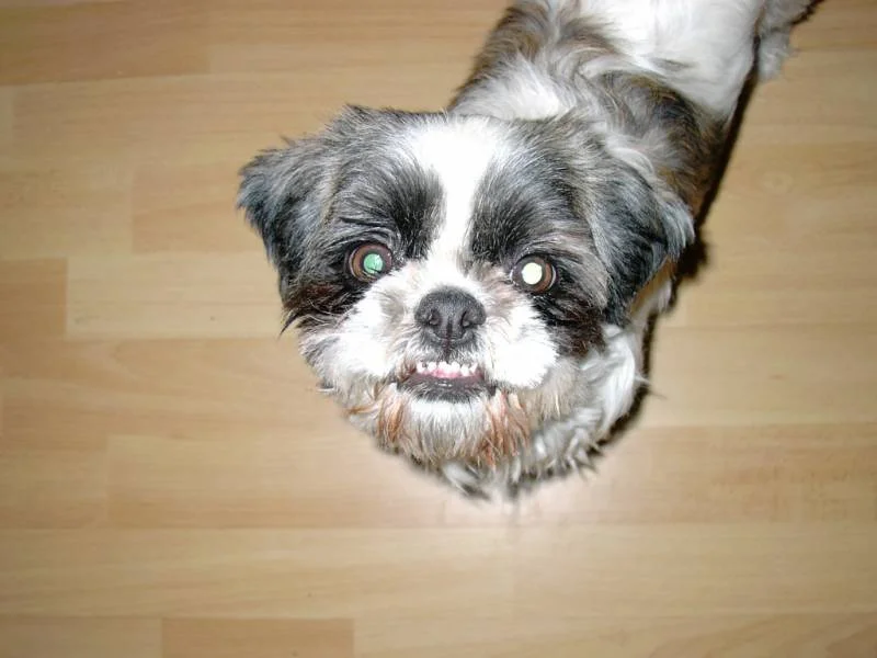 Hab ich nicht schöne Zähne?