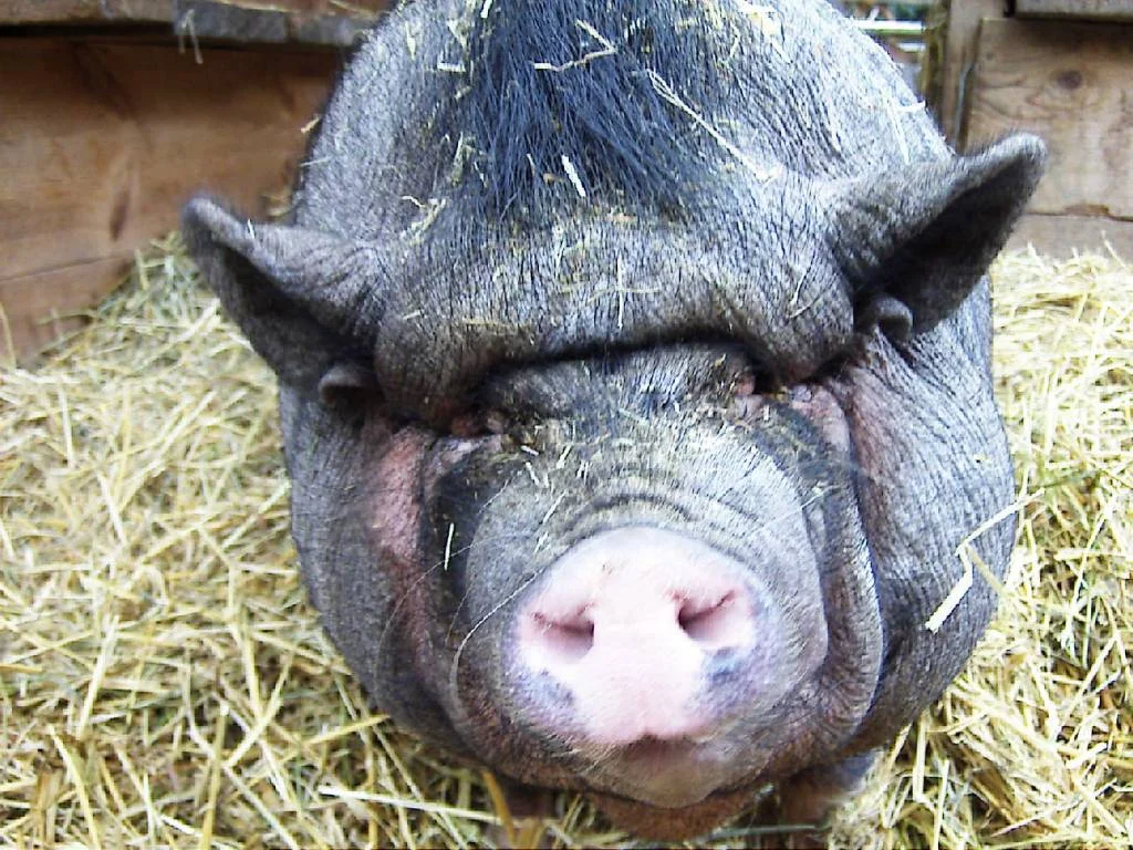 Hängebauchschwein Susi