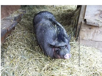 Hängebauchschwein Susi...