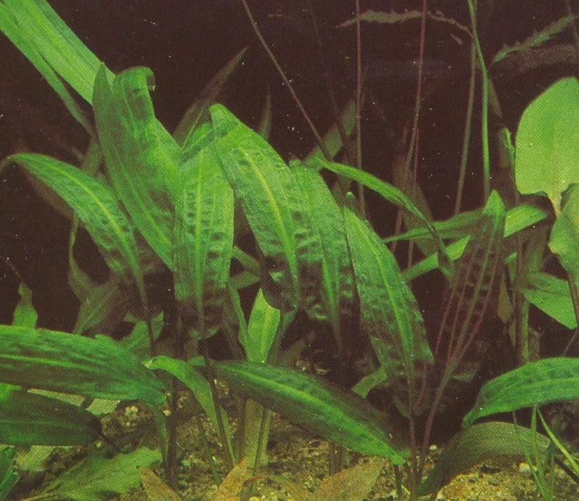 Haertels Wasserkelch.jpg