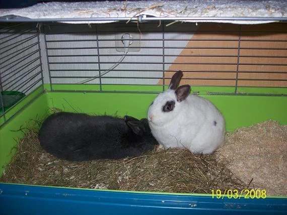 HasiBilly die erste Schmusestunde :-))