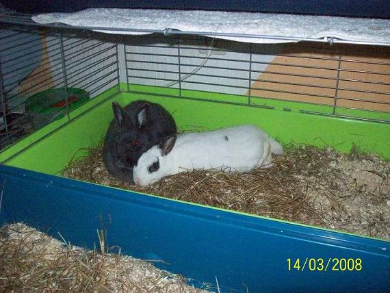 HasiBilly die zweite :-))