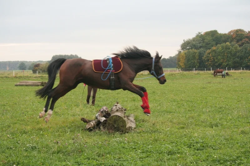 hasna und ronja 195.2.jpg