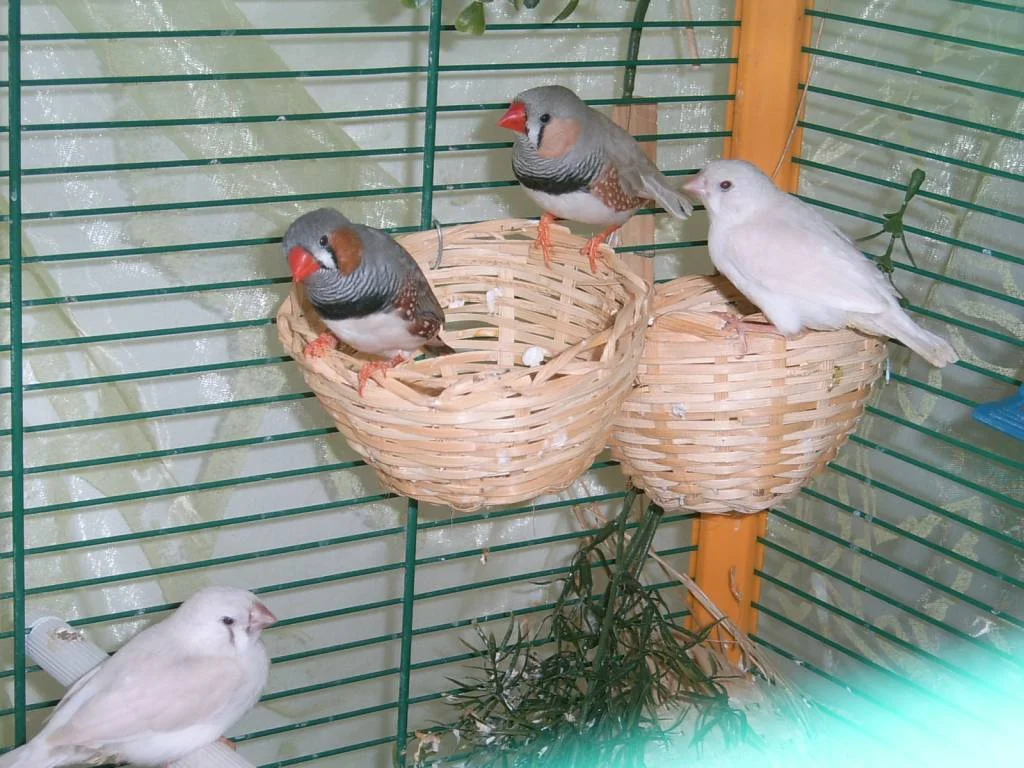 heller Papa mit seinen beiden weißen Jungen und "Onkel"