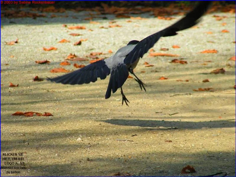 Herbstlicher Rabenflug