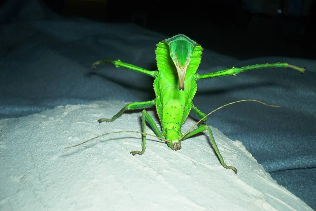 Heteropteryx dilatata