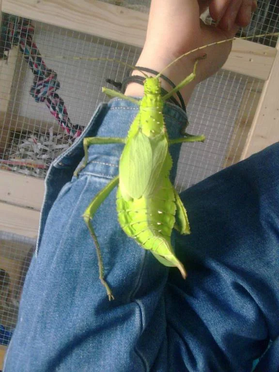 Heteropteryx dilatata