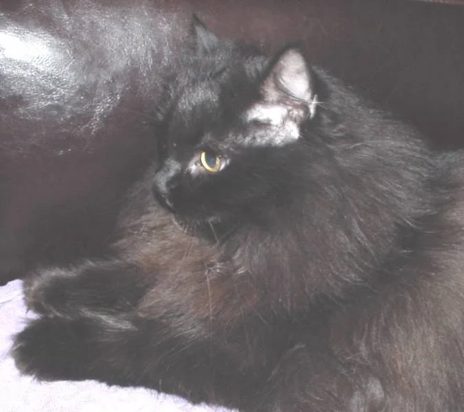 hexchen, meine "alte" lady....