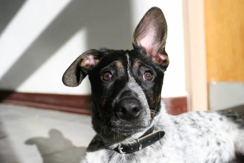 Hey cool mein ohr steht!!