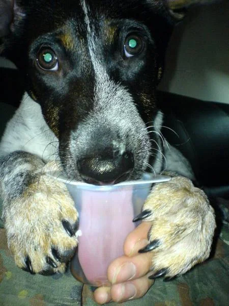 Hhmmm lecker Pudding