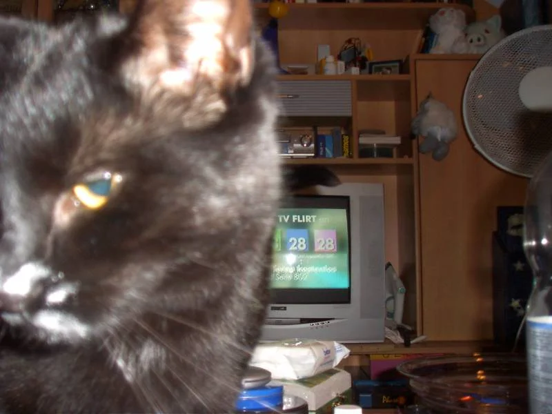 ... HILFE .... meine katze kokst *gggg*