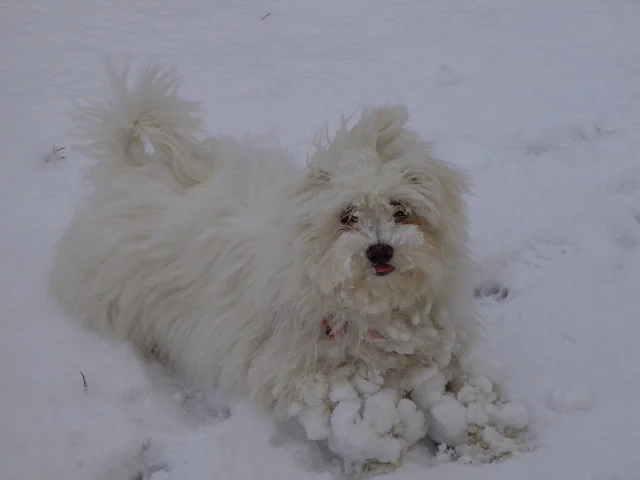 Hilfe meine Pfoten!!!!