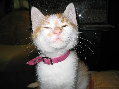 hm,es riecht gut,hm es riecht fein...