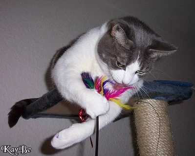 Hoch auf dem Kratzbaum