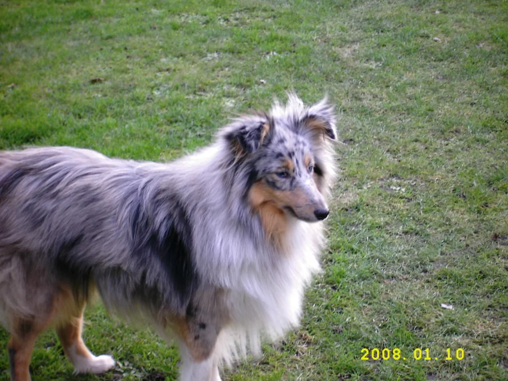 Hoven ganz neugierig