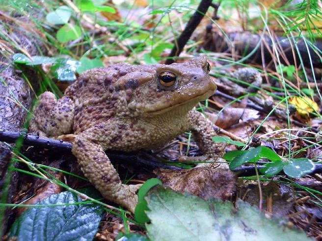 Ich bin ein verwunschener Prinz
