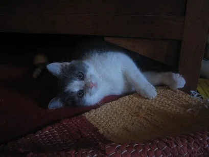 ich bin´s schonwieder