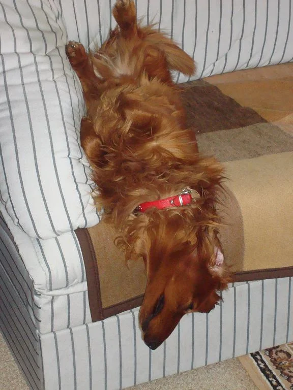 ich fühl mich sauwohl