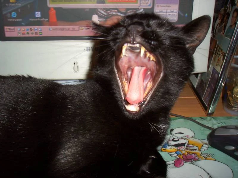 ich glaub ich muss zum zahnarzt oder?