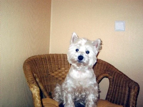 ich hab schon meine Sommerfrisur