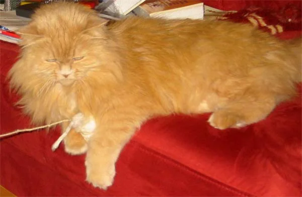 Ich habs gefangen und wegnehmen lass ichs mir nicht!