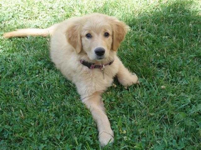 Ich kann schon "Platz"