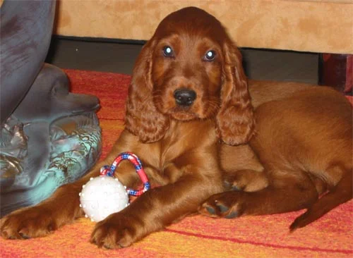 ... ich spiel mit meinem Balli ...