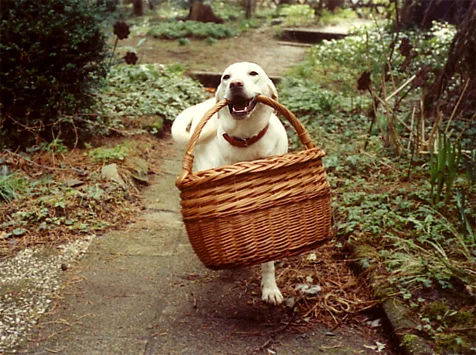 Ich trage so gern den Korb!