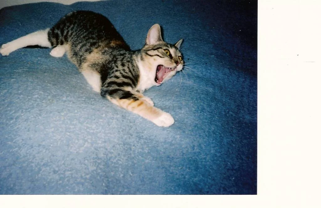 Ich will randalieren