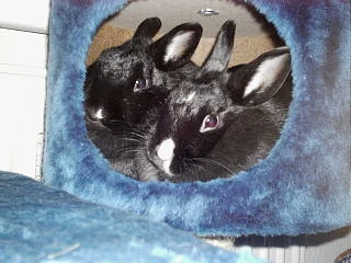 im kratbaum sitzen sie gerne