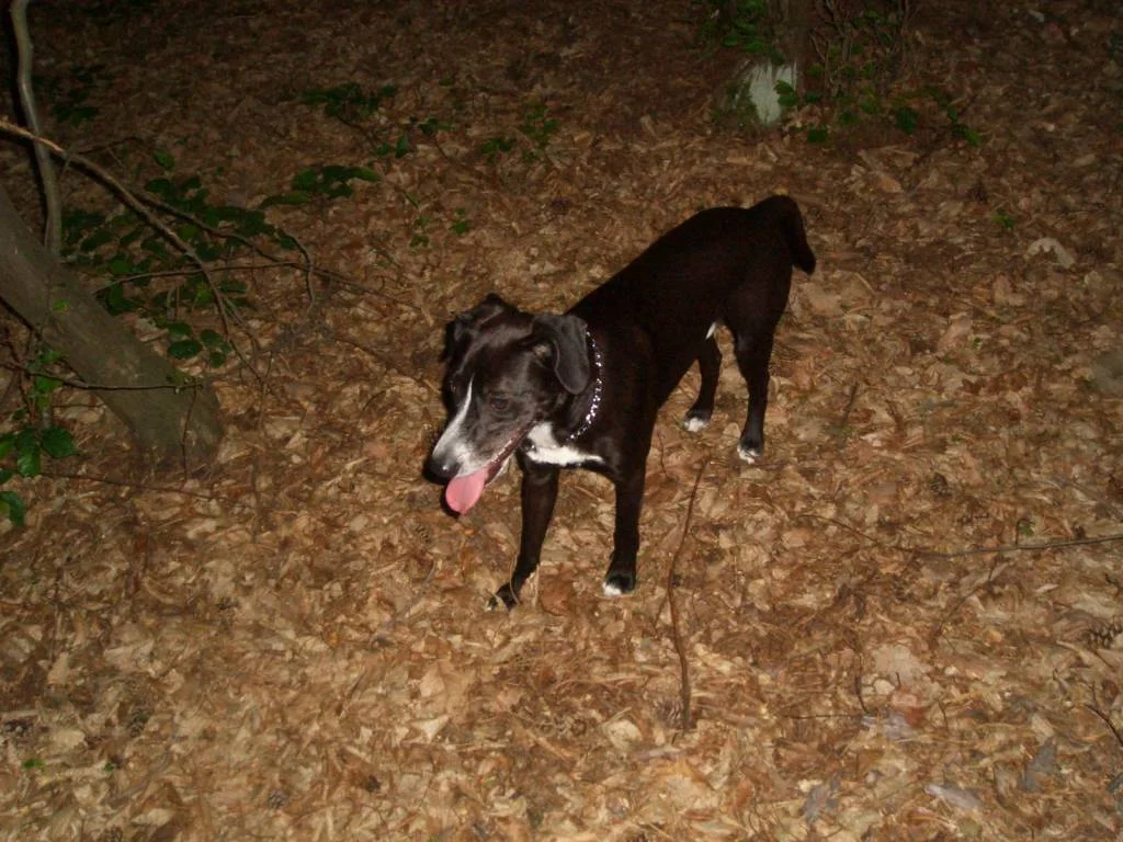 im Wald ist es am schönsten