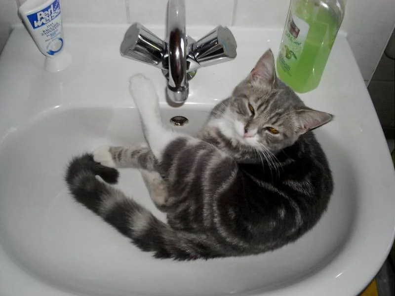 im waschbecken liegt er auch gerne smile