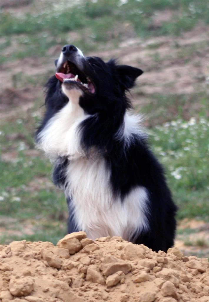 IMG_2301_1 (Custom).jpg