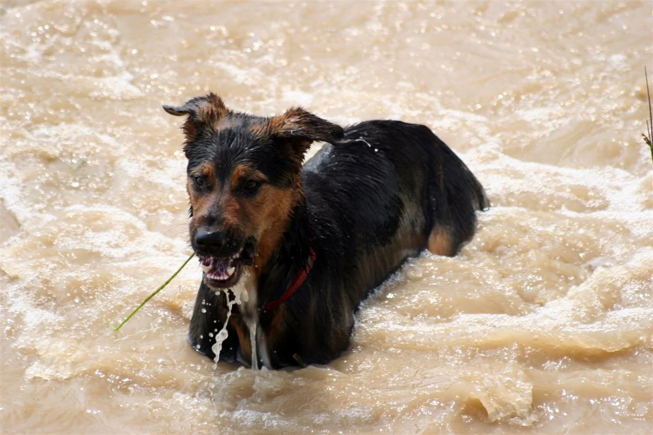 IMG_2396_1 (Custom).jpg